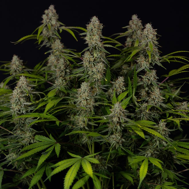 Green Crack F1 Hybrids Automatic | Zamnesia Seeds - Zamnesia