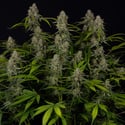 Green Crack F1 Automatic (Zamnesia Seeds) feminized