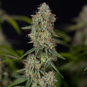 Green Crack F1 Autoflower (Zamnesia Seeds) feminized