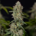 Green Crack F1 Automatic (Zamnesia Seeds) feminized