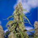 Green Crack F1 Automatic (Zamnesia Seeds) feminized