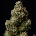 Green Crack F1 Automatic (Zamnesia Seeds) feminized