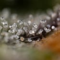 Green Crack F1 Automatic (Zamnesia Seeds) feminized