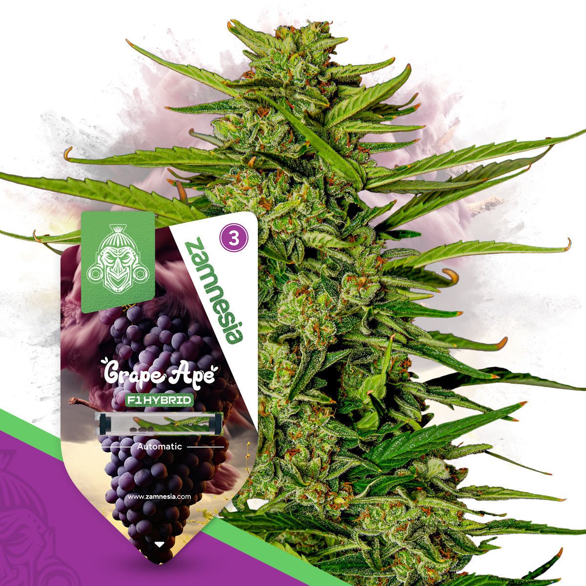 Grape Ape F1 Hybrid Automatic | Zamnesia Seeds