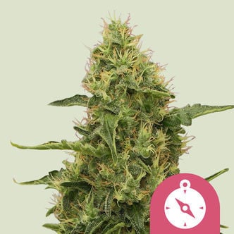 Northern Light (Royal Queen Seeds) feminisiert