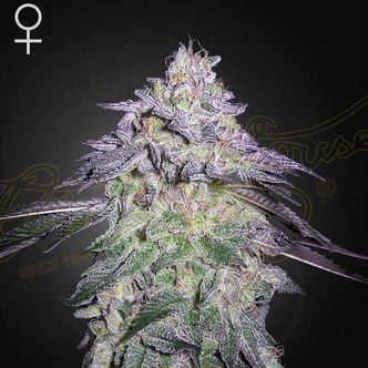 Nori Cake (Greenhouse Seeds) feminized