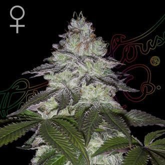 Milky Dreams (Greenhouse Seeds) feminized