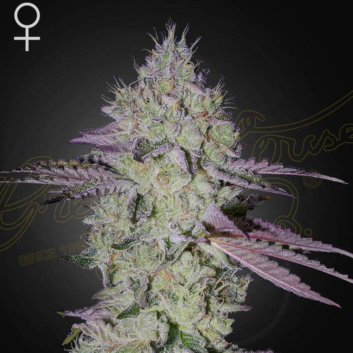 Kings Tart Feminisiert (Green House Seeds)