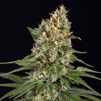 Cosmic Noodles (Zamnesia Seeds) feminized