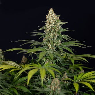 Cosmic Noodles (Zamnesia Seeds) feminized