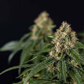 Cosmic Noodles (Zamnesia Seeds) feminized