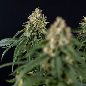 Cosmic Noodles (Zamnesia Seeds) feminized