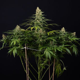 Cosmic Noodles (Zamnesia Seeds) feminized