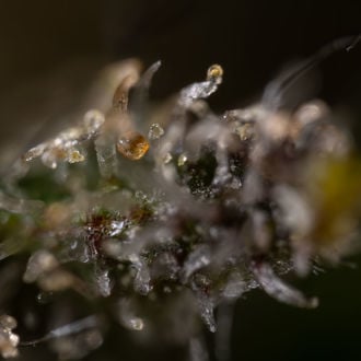 Cosmic Noodles (Zamnesia Seeds) feminized