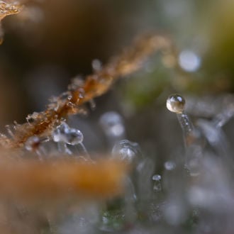 Cosmic Noodles (Zamnesia Seeds) feminized