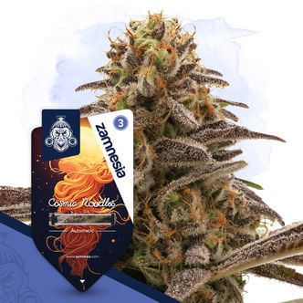 Cosmic Noodles Automatic (Zamnesia Seeds) feminized