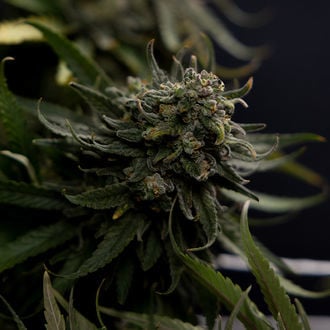 Karen Kush (Zamnesia Seeds) feminisiert
