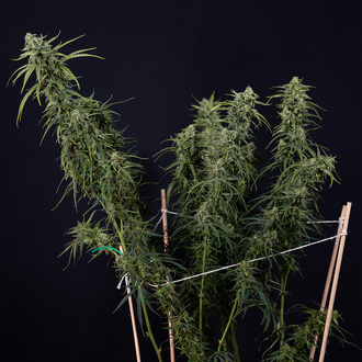 Karen Kush Autoflower (Zamnesia Seeds) feminized