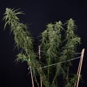 Karen Kush Autoflower (Zamnesia Seeds) feminized