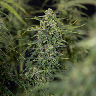 Karen Kush Autoflower (Zamnesia Seeds) feminized