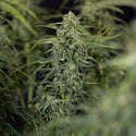 Karen Kush Autoflower (Zamnesia Seeds) feminized