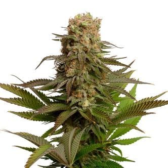 Kosher Choco Kush (Amsterdam Genetics) Feminized