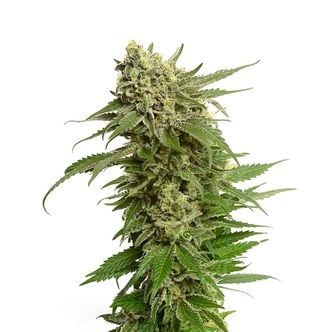 Quicksilver (Amsterdam Genetics) feminisiert