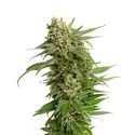 Quicksilver (Amsterdam Genetics) feminisiert