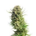 Spicebomb (Amsterdam Genetics) feminisiert