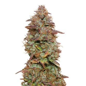 Exotic Purple Automatic (Amsterdam Genetics) Feminized