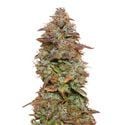 Exotic Purple Automatic (Amsterdam Genetics) Feminized