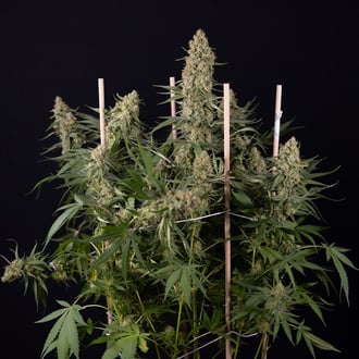 Solar Panel (Zamnesia Seeds) feminized