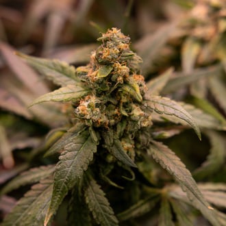 Solar Panel (Zamnesia Seeds) feminized