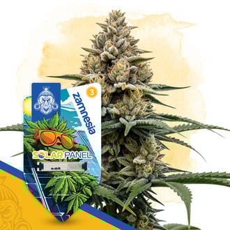 Solar Panel Autoflower (Zamnesia Seeds) feminized