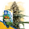 Solar Panel Autoflower (Zamnesia Seeds) feminized