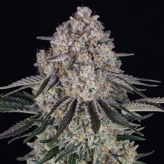 Sour Diesel Auto (Barney's Farm) feminisiert