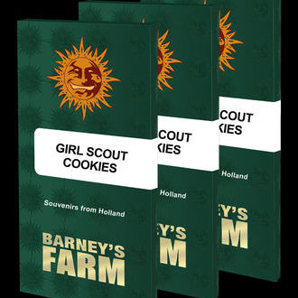 Girl Scout Cookies (Barney's Farm) feminisiert
