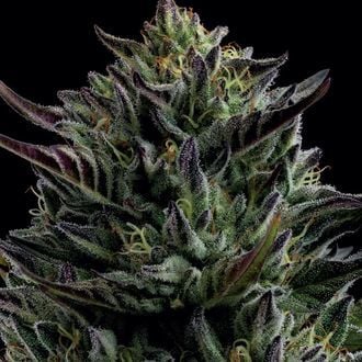 California Octane (Humboldt Seed Company) feminisiert