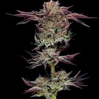 Jelly Donutz (Humboldt Seed Company) feminized