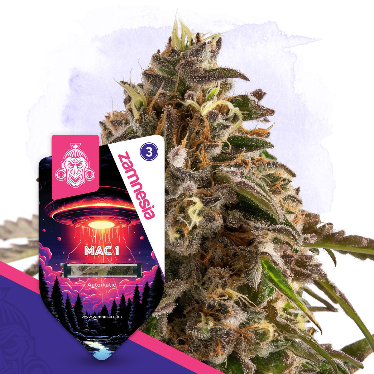 zamnesia-seeds-mac-1-automatic.jpg