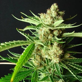 L.A. Ultra (Resin Seeds) feminisiert