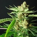 L.A. Ultra (Resin Seeds) feminisiert