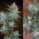 L.A. Ultra (Resin Seeds) feminisiert