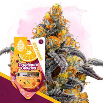 Tropicana Cookies (Zamnesia Seeds) feminisiert