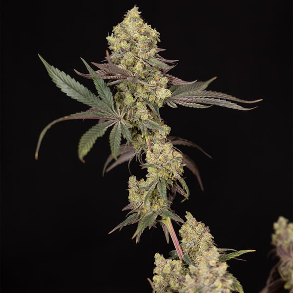Tropicana Cookies (Zamnesia Seeds) Feminized