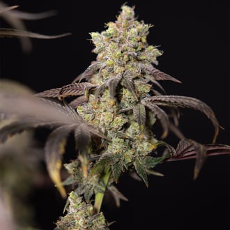 Tropicana Cookies (Zamnesia Seeds) Feminized