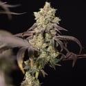 Tropicana Cookies (Zamnesia Seeds) Feminized