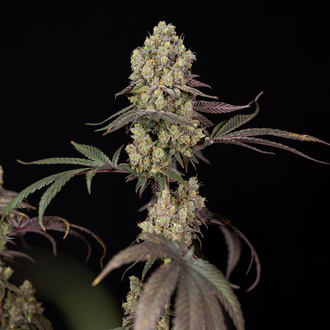 Tropicana Cookies (Zamnesia Seeds) Feminized