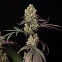 Tropicana Cookies (Zamnesia Seeds) Feminized