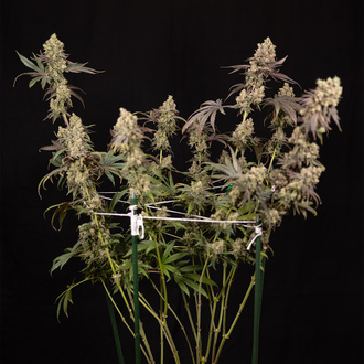 Tropicana Cookies (Zamnesia Seeds) Feminized
